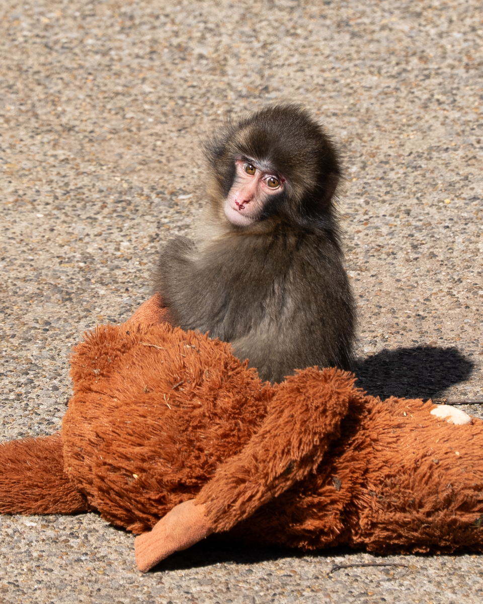 Is Punch the Monkey Dead? Debunking Viral Hoax & His Health Update