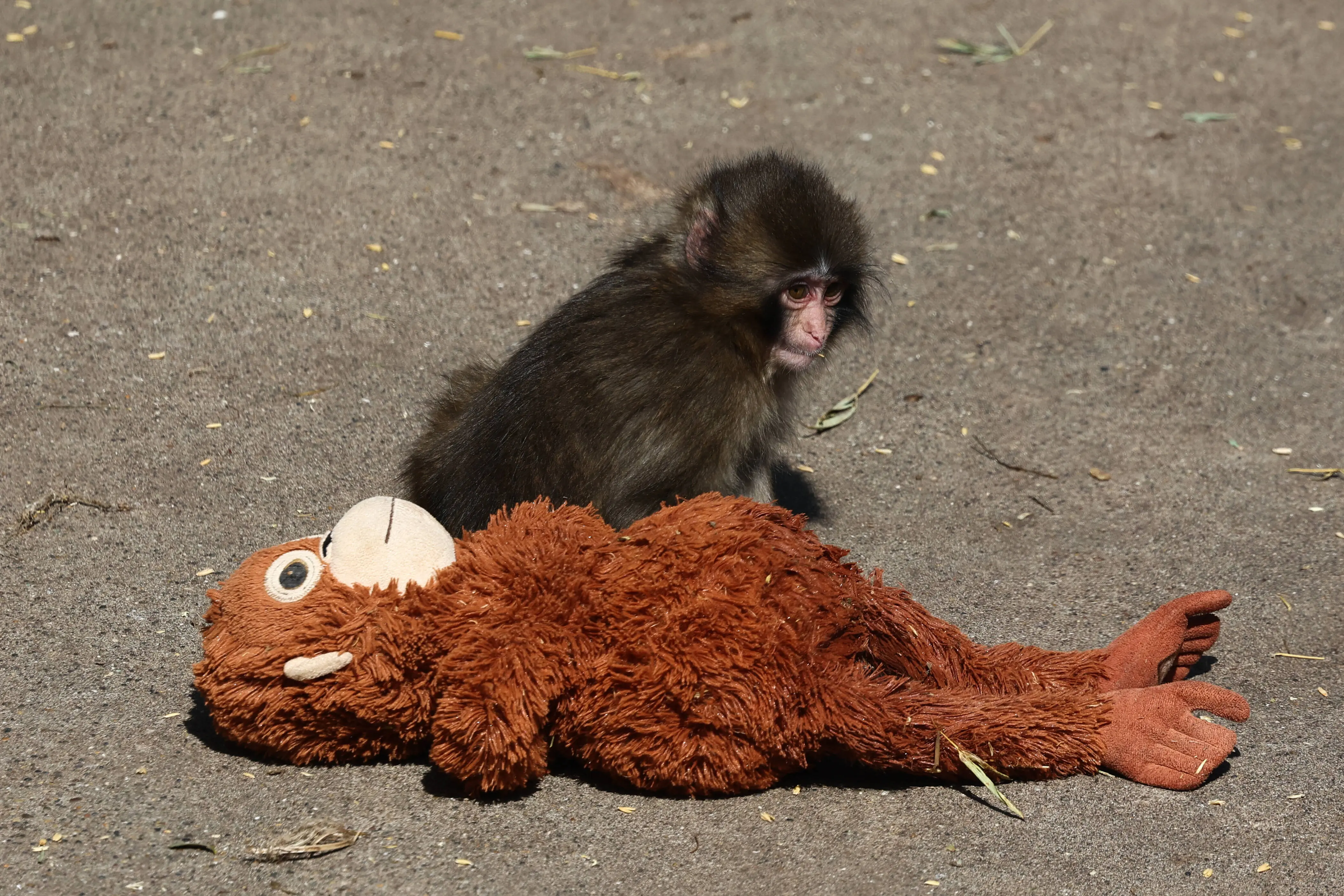 Punch the Monkey's Viral Incident: What Really Happened at Ichikawa Zoo